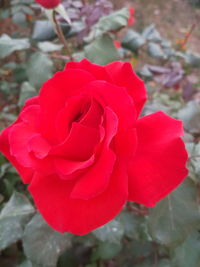 Close-up of red rose