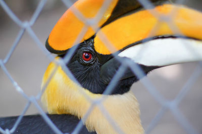 Close-up of toucan in cage