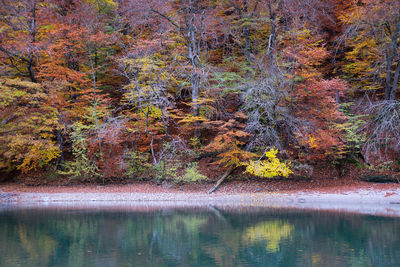 Tree growing by lake in forest during autumn