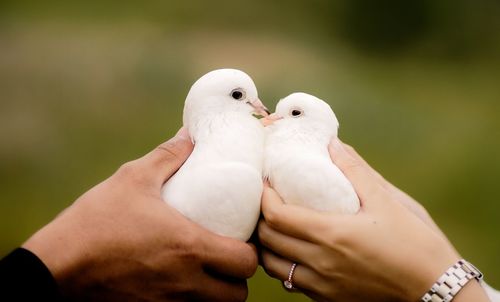 Close-up of hand holding bird