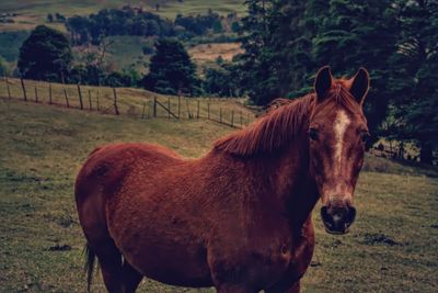 Portrait of horse in ranch