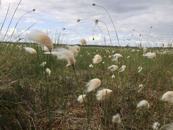 Close-up of dandelion on field