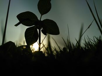 Close-up of silhouette plant against sky at sunset