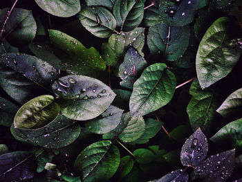 High angle view of wet plant leaves during rainy season