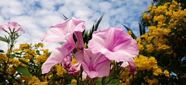 Close-up of pink flowering plant