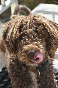 Close-up portrait of a dog