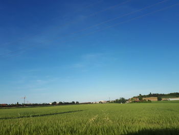 Scenic view of agricultural field against clear blue sky