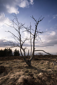 Bare tree against sky during sunset