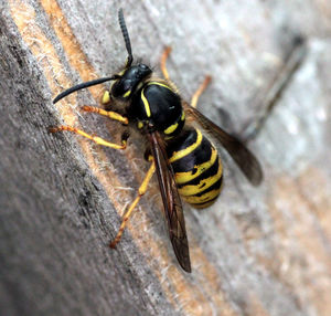 Close-up of insect on rock