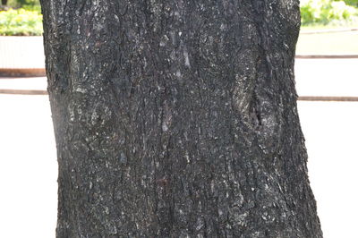 Close-up of tree trunk