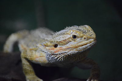 Close-up of a lizard