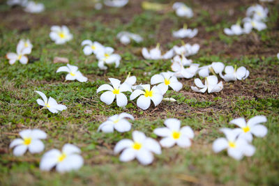 Close-up of white daisies on field