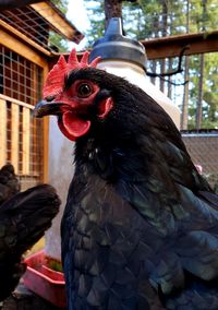 Close-up of rooster