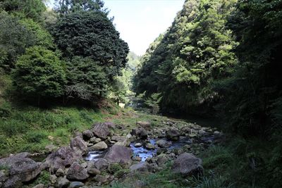 Rocks and trees in forest