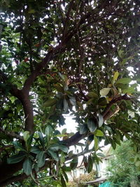 Low angle view of tree against sky