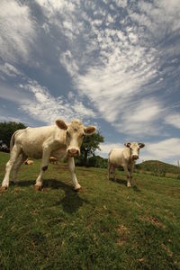 Sheep in a field