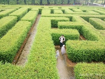 High angle view of woman on farm