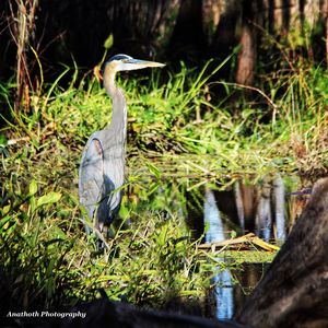 High angle view of gray heron perching on tree by plants