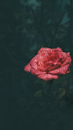 Close-up of wet red rose