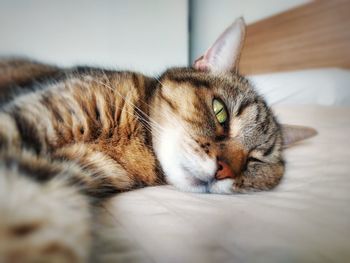 Close-up of cat sleeping