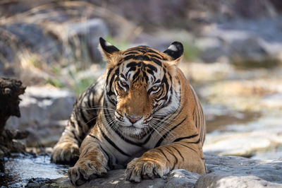 Portrait of tiger in water