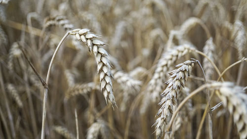 Close-up of wheat growing on field