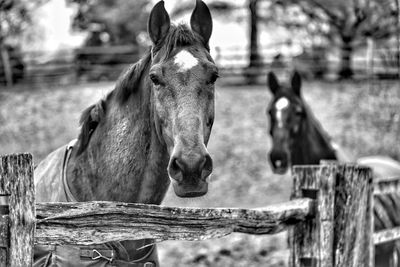 Close-up of horse in ranch