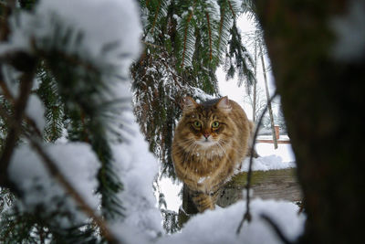 Portrait of cat in winter