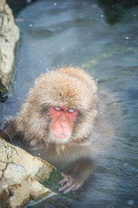 High angle view of monkey on rock in lake