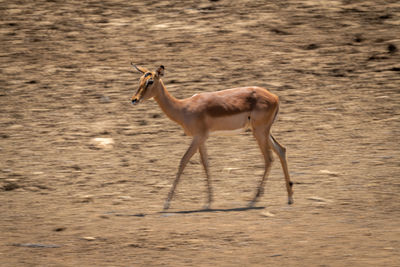 Slow pan of walking female common impala