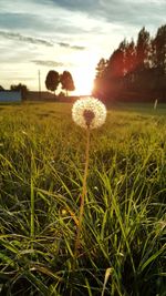 Close-up of flowering plants on field against sky during sunset