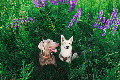 View of dog sitting on field