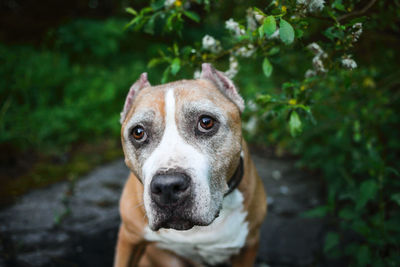 Close-up portrait of a dog