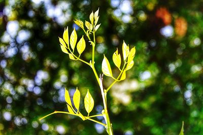 Close-up of plant