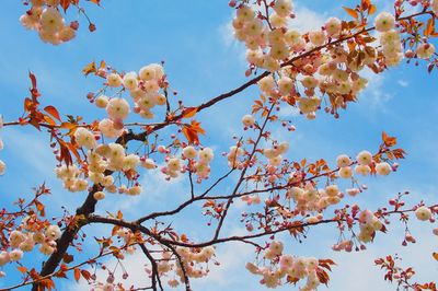 Low angle view of cherry blossoms against sky