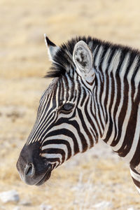 Close-up of a zebra