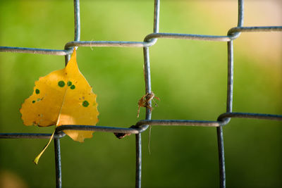 Close-up of yellow leaf hanging on fence