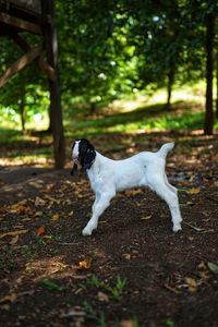 Dog standing on field