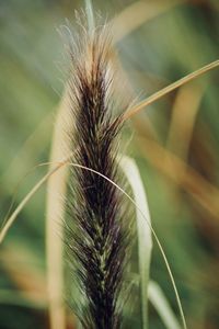 Close-up of stalks in field