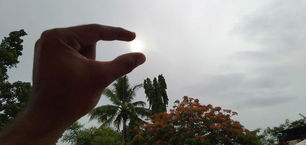 Person holding plant against sky
