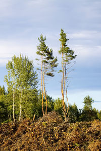 Trees on field against sky