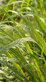 Close-up of wet plant leaves during rainy season