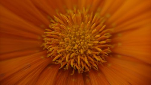 Macro shot of orange flower