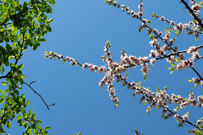 Low angle view of blossom tree against clear sky