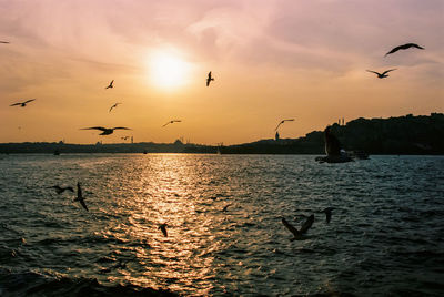 Bird flying over calm sea