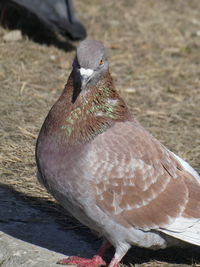 Close-up of pigeon perching on a land