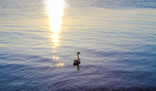 Bird swimming in lake