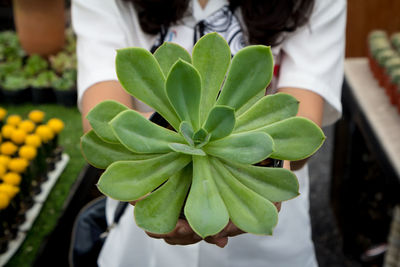 Close-up of woman holding succulent plant