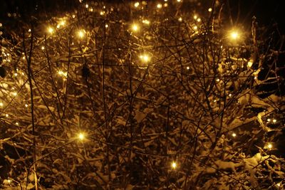 Low angle view of illuminated christmas tree at night