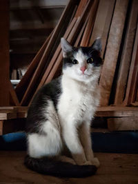 Close-up of cat sitting at home